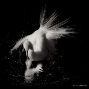 Great Egret with chicks