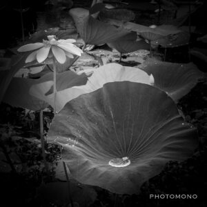 Lily pad with small puddle